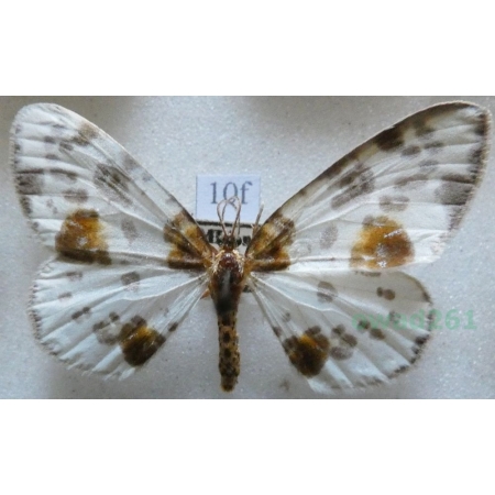 Abraxas sylvata (Scopoli, 1763) Plamiec leśniak Czech10f